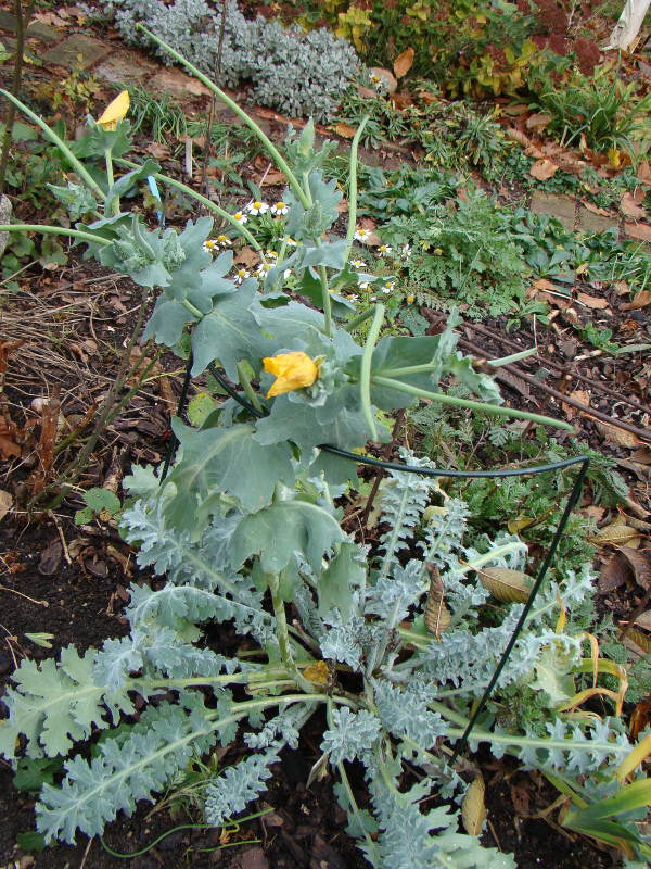 Glaucium flavum