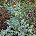 Glaucium flavum