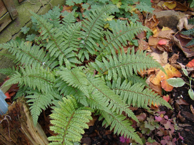 Polystichum makinoi