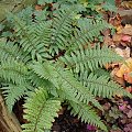 Polystichum makinoi