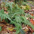 Polystichum setiferum 'Grandiceps'