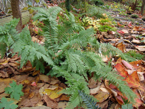 Polystichum setiferum 'Grandiceps'