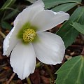 Helleborus niger