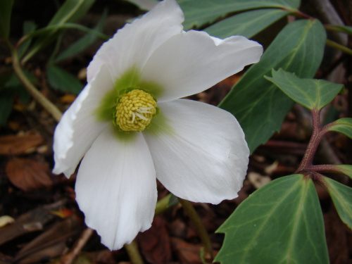 Helleborus niger