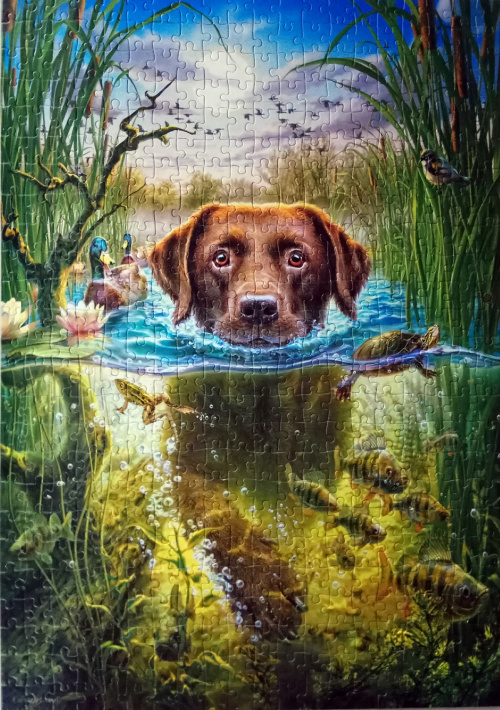 Swimming dog, Castorland, 500