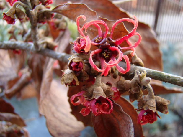 Hamamelis x intermedia 'Rubin'