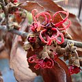 Hamamelis x intermedia 'Rubin'