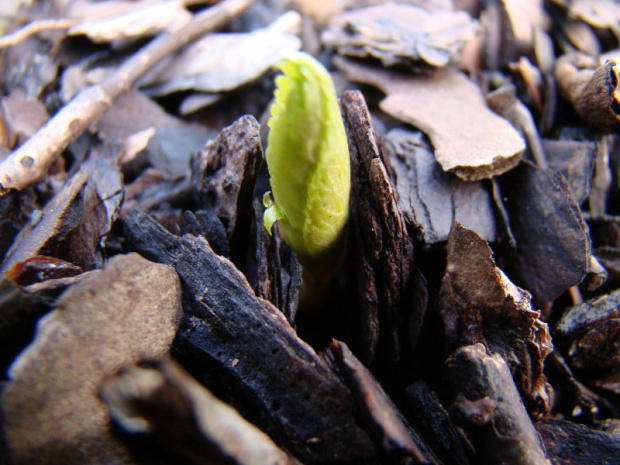 Helleborus thibetanus