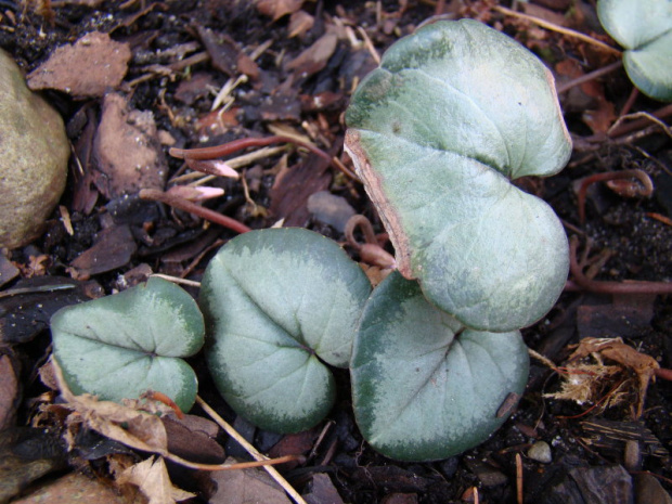 cyclamen coum