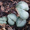 cyclamen coum