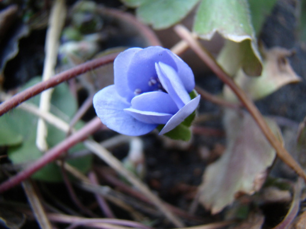 Hepatica transsylvanica