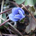 Hepatica transsylvanica