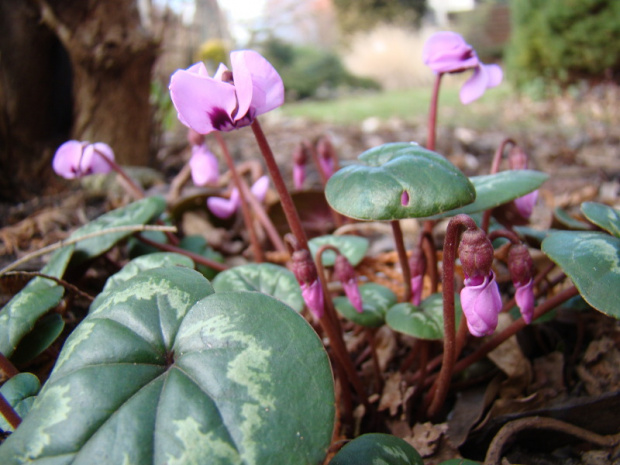 Cyclamen coum