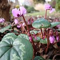 Cyclamen coum