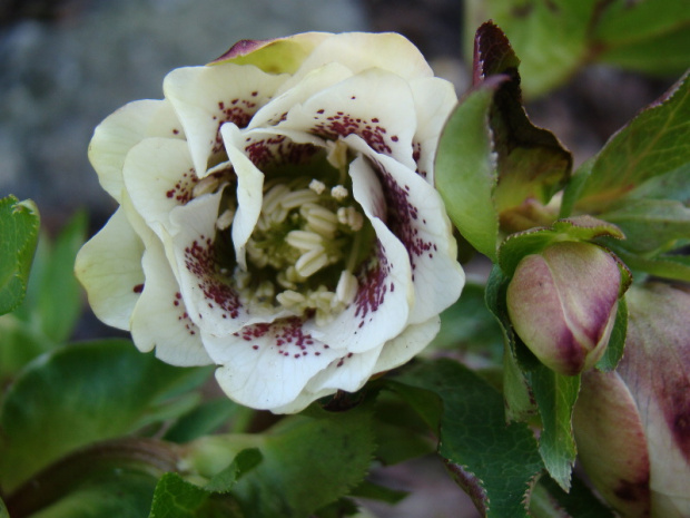 Helleborus x hybridus