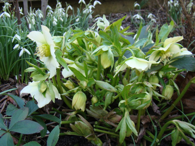 Helleborus x hybridus