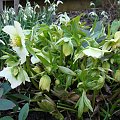 Helleborus x hybridus