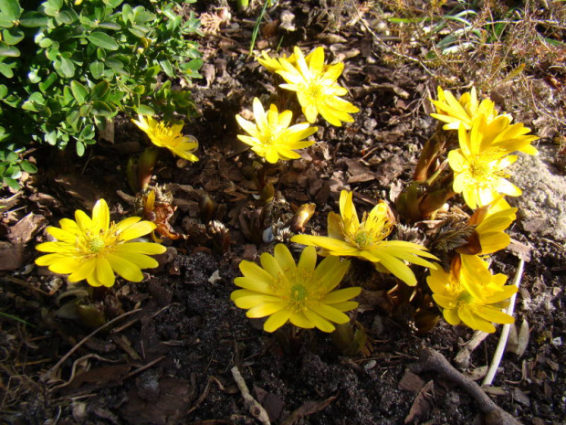 Adonis amurensis