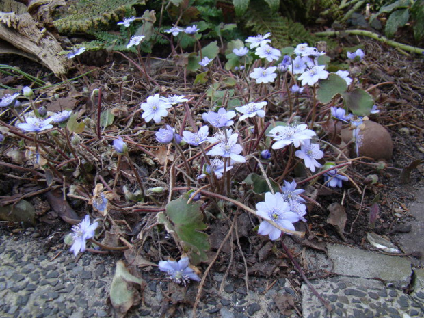 Hepatica transsylvanica