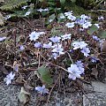 Hepatica transsylvanica