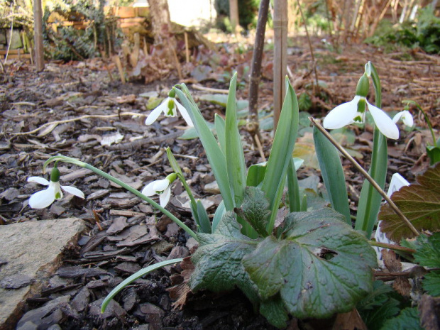 Galanthus elwesii