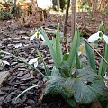 Galanthus elwesii