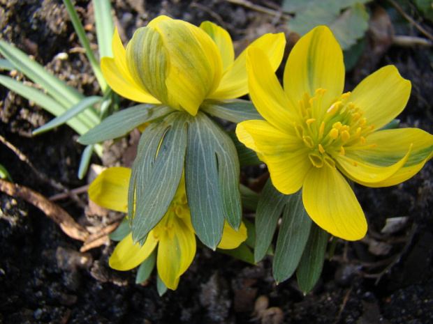 Eranthis hyemalis 'Grünling'