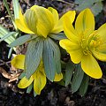 Eranthis hyemalis 'Grünling'