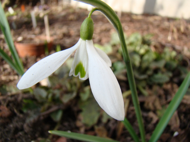 Galanthus nivalis 'Atkinsii'