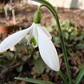 Galanthus nivalis 'Atkinsii'