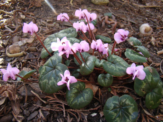 Cyclamen coum