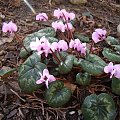 Cyclamen coum