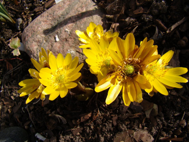 Adonis amurensis