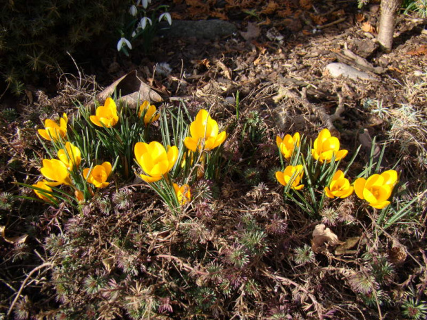 Crocus chrysanthus 'Fuscotinctus'