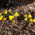 Crocus chrysanthus 'Fuscotinctus'