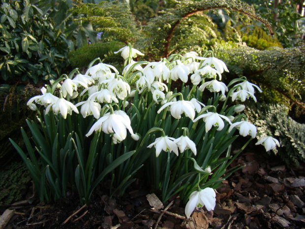 Galanthus nivalis 'Flore Pleno