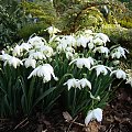 Galanthus nivalis 'Flore Pleno