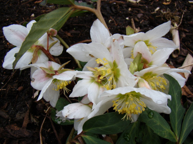 Helleborus niger