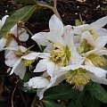 Helleborus niger