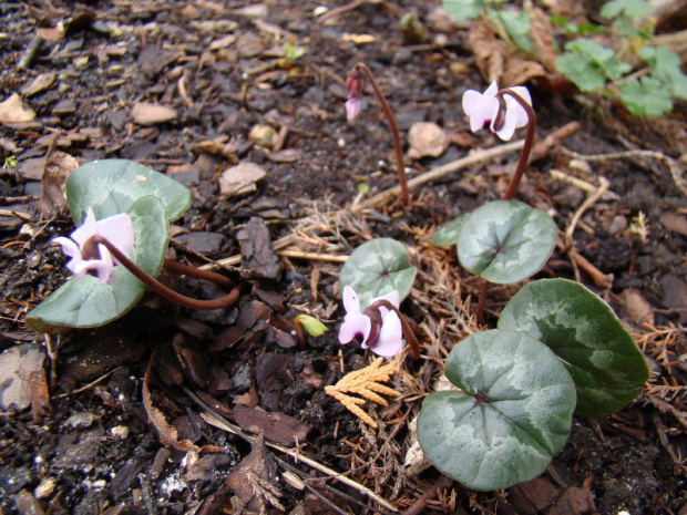 Cyclamen coum