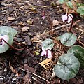 Cyclamen coum