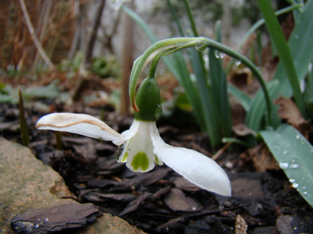 Galanthus elwesii