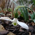 Galanthus elwesii