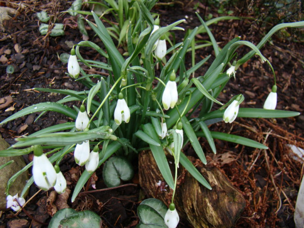 Galanthus nivalis 'Viridapice'