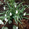 Galanthus nivalis 'Viridapice'