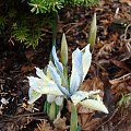 Iris 'Katharine Hodgkin'