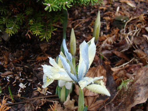 Iris 'Katharine Hodgkin'