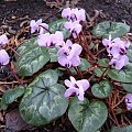 Cyclamen coum