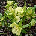 Helleborus x hybridus