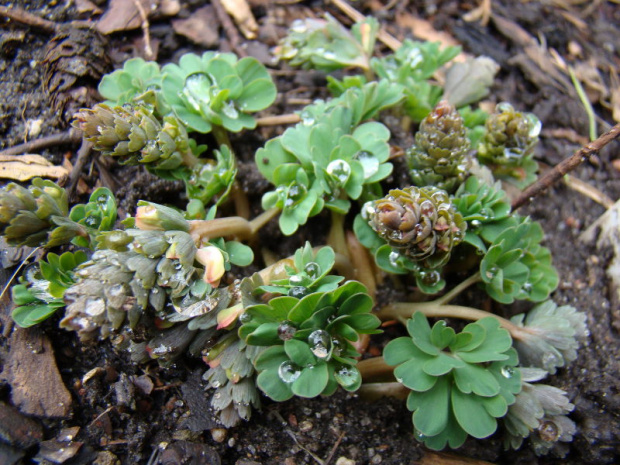 Corydalis solida